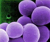 STAPHYLOCOCCUS AUREOS