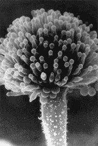 fungos_aspergillus